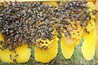BienenPferdealtesAuto 103 Gro&szlig;e Webansicht
